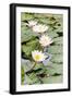 Water Lily (Lotus) and Leaf in Pond-chomnancoffee-Framed Photographic Print
