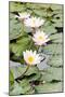 Water Lily (Lotus) and Leaf in Pond-chomnancoffee-Mounted Photographic Print