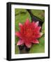 Water lily near Victoria, British Columbia-Stuart Westmorland-Framed Photographic Print