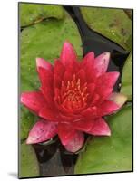 Water lily near Victoria, British Columbia-Stuart Westmorland-Mounted Photographic Print