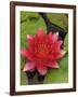 Water lily near Victoria, British Columbia-Stuart Westmorland-Framed Photographic Print