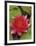 Water lily near Victoria, British Columbia-Stuart Westmorland-Framed Photographic Print