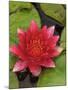 Water lily near Victoria, British Columbia-Stuart Westmorland-Mounted Photographic Print