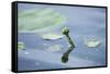 Water lily, Nymphaea 'Attraction', bud-David & Micha Sheldon-Framed Stretched Canvas