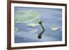 Water lily, Nymphaea 'Attraction', bud-David & Micha Sheldon-Framed Photographic Print