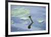 Water lily, Nymphaea 'Attraction', bud-David & Micha Sheldon-Framed Photographic Print