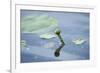 Water lily, Nymphaea 'Attraction', bud-David & Micha Sheldon-Framed Photographic Print