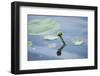 Water lily, Nymphaea 'Attraction', bud-David & Micha Sheldon-Framed Photographic Print