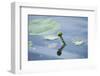 Water lily, Nymphaea 'Attraction', bud-David & Micha Sheldon-Framed Photographic Print