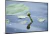 Water lily, Nymphaea 'Attraction', bud-David & Micha Sheldon-Mounted Photographic Print