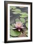 Water Lily (Nymphaea Sp.)-Dr. Nick Kurzenko-Framed Photographic Print