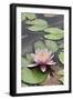 Water Lily (Nymphaea Sp.)-Dr. Nick Kurzenko-Framed Photographic Print