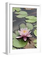 Water Lily (Nymphaea Sp.)-Dr. Nick Kurzenko-Framed Photographic Print