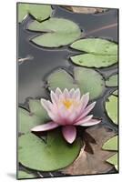 Water Lily (Nymphaea Sp.)-Dr. Nick Kurzenko-Mounted Photographic Print