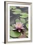 Water Lily (Nymphaea Sp.)-Dr. Nick Kurzenko-Framed Photographic Print