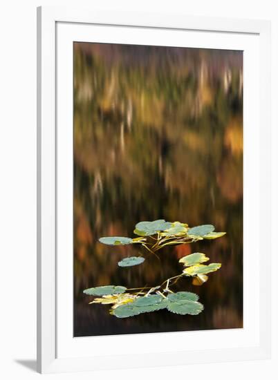 Water lily on beaver pond, White Mountains National Forest, New Hampshire-Adam Jones-Framed Photographic Print