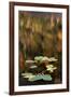 Water lily on beaver pond, White Mountains National Forest, New Hampshire-Adam Jones-Framed Photographic Print