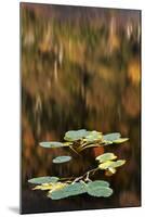 Water lily on beaver pond, White Mountains National Forest, New Hampshire-Adam Jones-Mounted Photographic Print