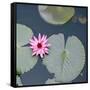 Water Lily on Hoan Kiem Lake, Hanoi, Vietnam-JoSon-Framed Stretched Canvas