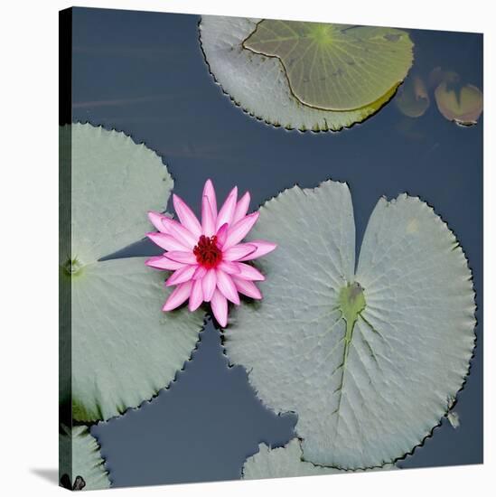 Water Lily on Hoan Kiem Lake, Hanoi, Vietnam-JoSon-Stretched Canvas