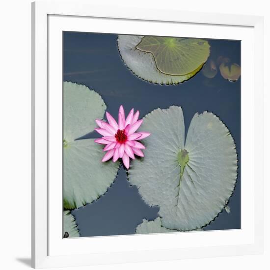 Water Lily on Hoan Kiem Lake, Hanoi, Vietnam-JoSon-Framed Photographic Print