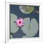 Water Lily on Hoan Kiem Lake, Hanoi, Vietnam-JoSon-Framed Photographic Print