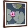 Water Lily on Hoan Kiem Lake, Hanoi, Vietnam-JoSon-Framed Photographic Print