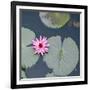 Water Lily on Hoan Kiem Lake, Hanoi, Vietnam-JoSon-Framed Photographic Print