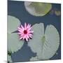 Water Lily on Hoan Kiem Lake, Hanoi, Vietnam-JoSon-Mounted Photographic Print