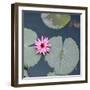 Water Lily on Hoan Kiem Lake, Hanoi, Vietnam-JoSon-Framed Photographic Print