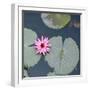 Water Lily on Hoan Kiem Lake, Hanoi, Vietnam-JoSon-Framed Photographic Print