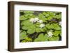 Water Lily Plant Floating in Pond-paulvinten-Framed Photographic Print