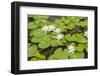 Water Lily Plant Floating in Pond-paulvinten-Framed Photographic Print