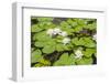 Water Lily Plant Floating in Pond-paulvinten-Framed Photographic Print