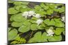 Water Lily Plant Floating in Pond-paulvinten-Mounted Photographic Print