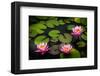 Water Lily Pond in Park-null-Framed Art Print