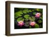 Water Lily Pond in Park-null-Framed Art Print