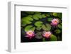 Water Lily Pond in Park-null-Framed Art Print