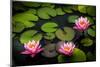 Water Lily Pond in Park-null-Mounted Art Print