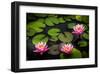 Water Lily Pond in Park-null-Framed Art Print