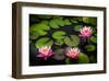 Water Lily Pond in Park-null-Framed Art Print