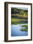 Water lily pond, Tippecanoe State Park, Indiana, USA.-Anna Miller-Framed Photographic Print