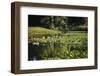 Water lily pond, Tippecanoe State Park, Indiana, USA.-Anna Miller-Framed Photographic Print