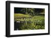 Water lily pond, Tippecanoe State Park, Indiana, USA.-Anna Miller-Framed Photographic Print