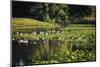 Water lily pond, Tippecanoe State Park, Indiana, USA.-Anna Miller-Mounted Photographic Print