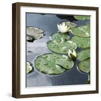 Water Lily Pond-Anna Miller-Framed Photographic Print