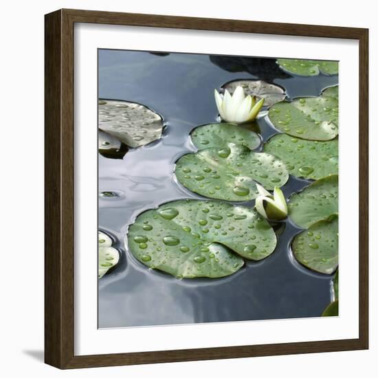 Water Lily Pond-Anna Miller-Framed Photographic Print