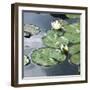 Water Lily Pond-Anna Miller-Framed Photographic Print