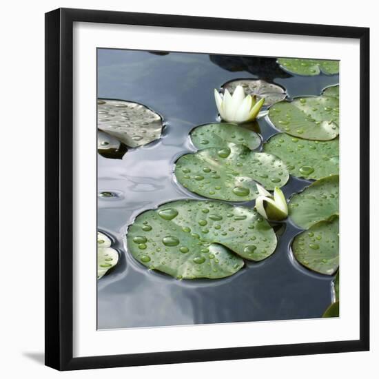 Water Lily Pond-Anna Miller-Framed Photographic Print
