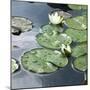 Water Lily Pond-Anna Miller-Mounted Photographic Print